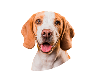 perrito